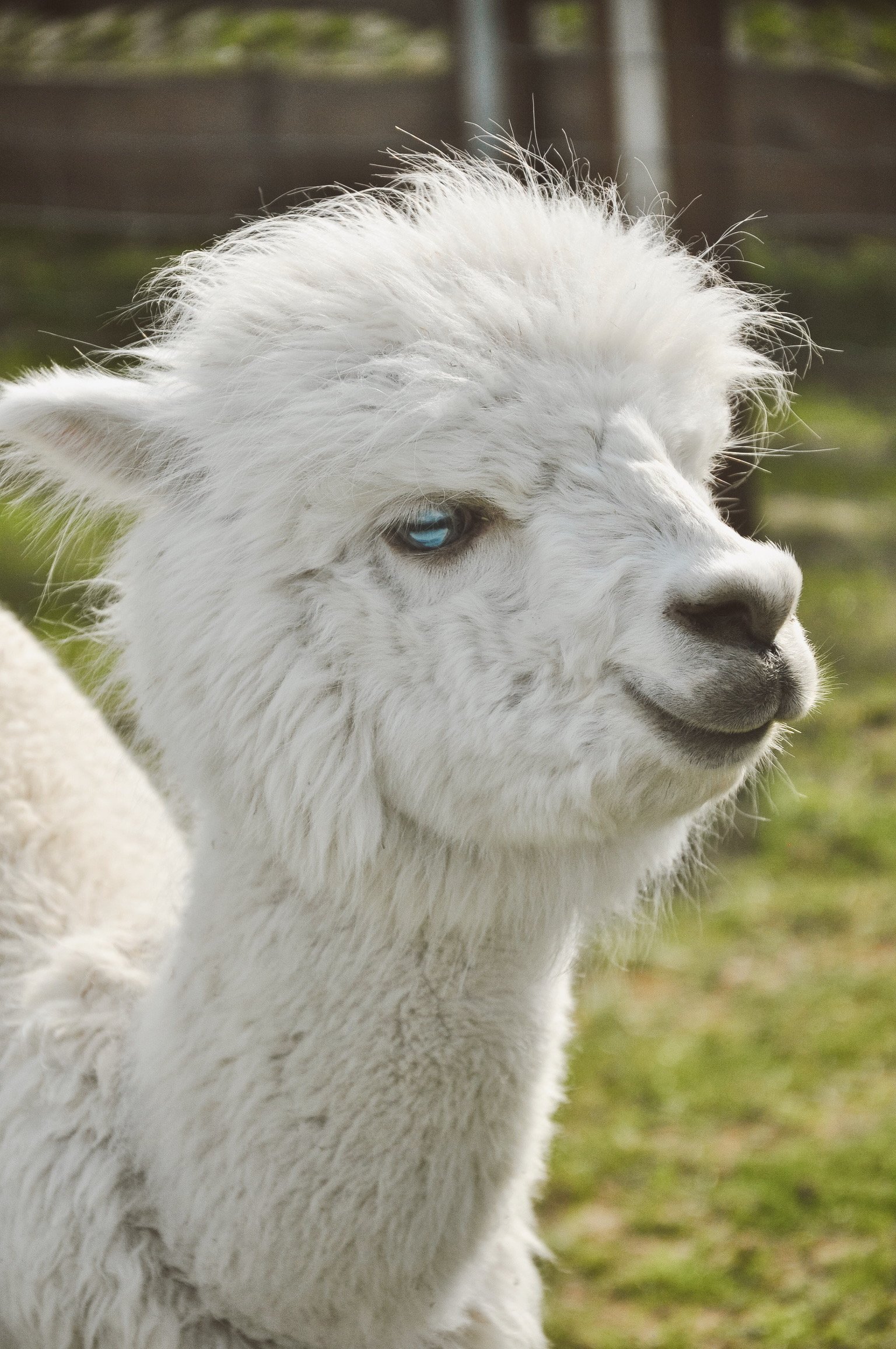 Edited in Tezza with: Mood, Brightness, & Contrast